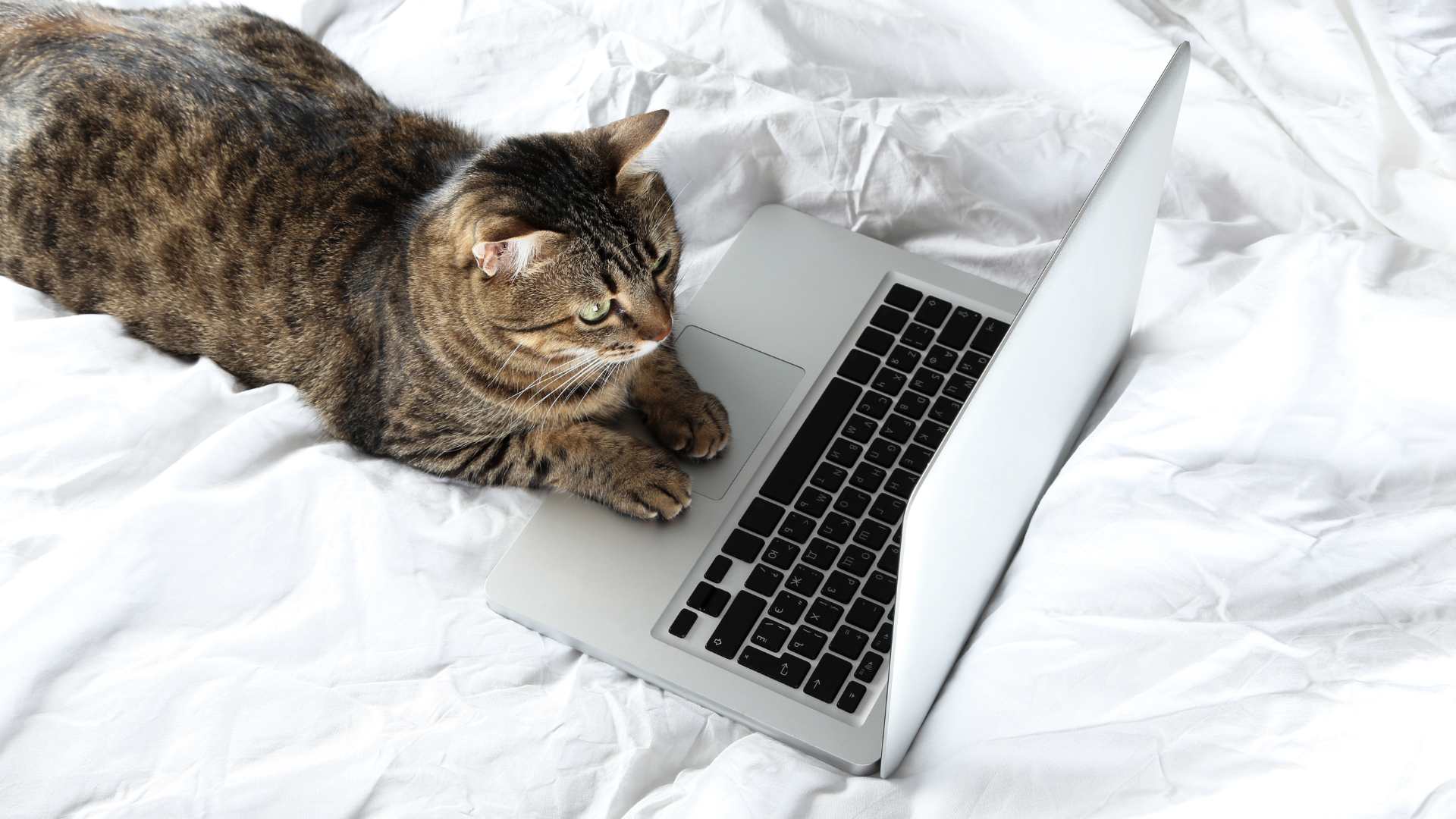 cat-notebook